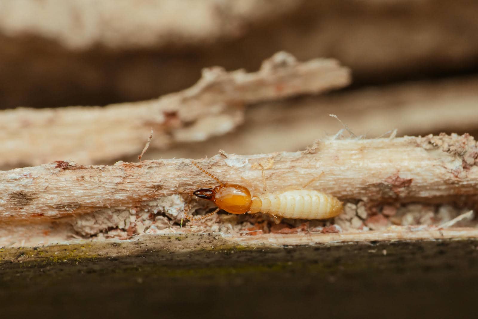 Why Select the Right Termite Control Method? | Van Den Berge Pest Control