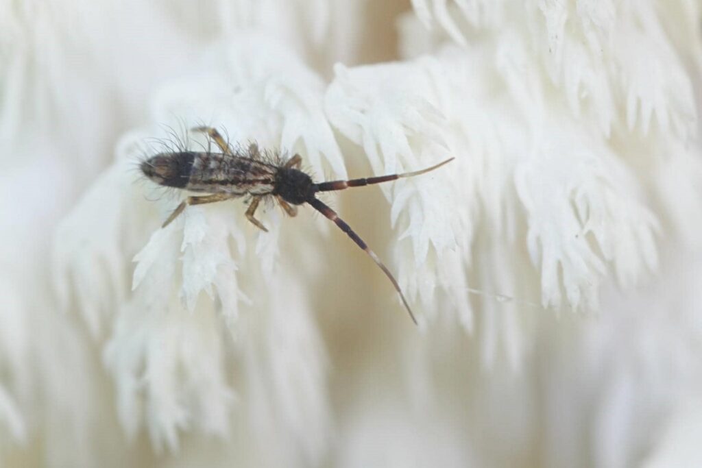 Why Springtails Invade Your Home?
