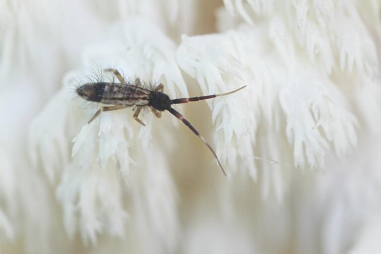 Why Springtails Invade Your Home?