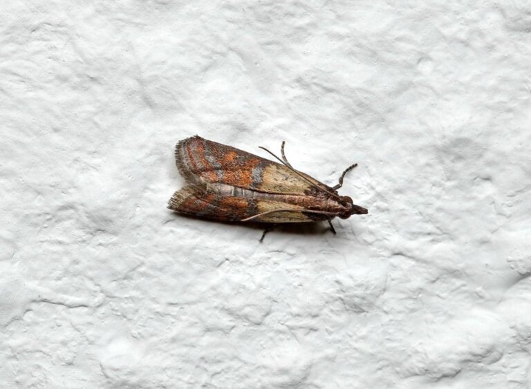 Indian Meal moth on white surface.