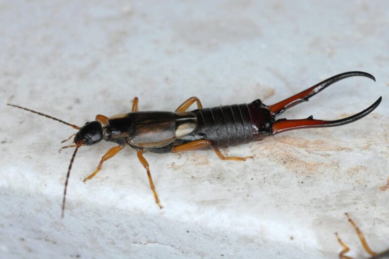 Close-up of an earwig insect.