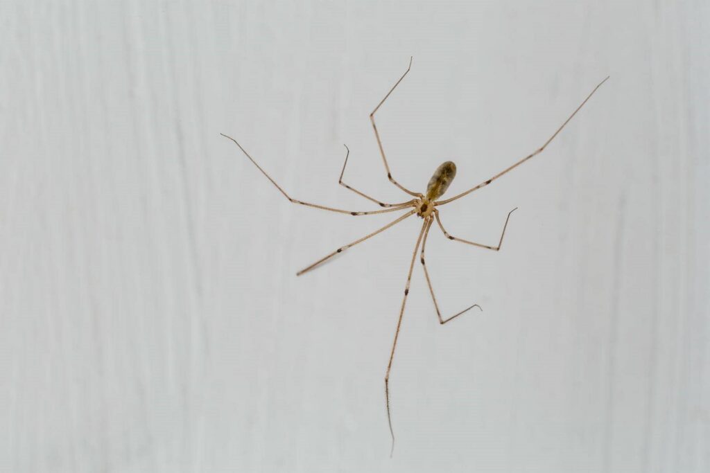 Why Use Preventative Pest Control Techniques at Home?