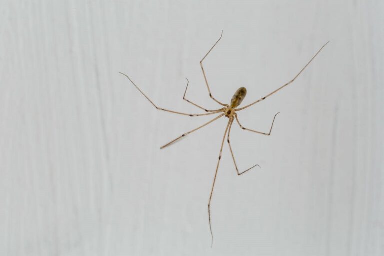 Why Use Preventative Pest Control Techniques at Home?