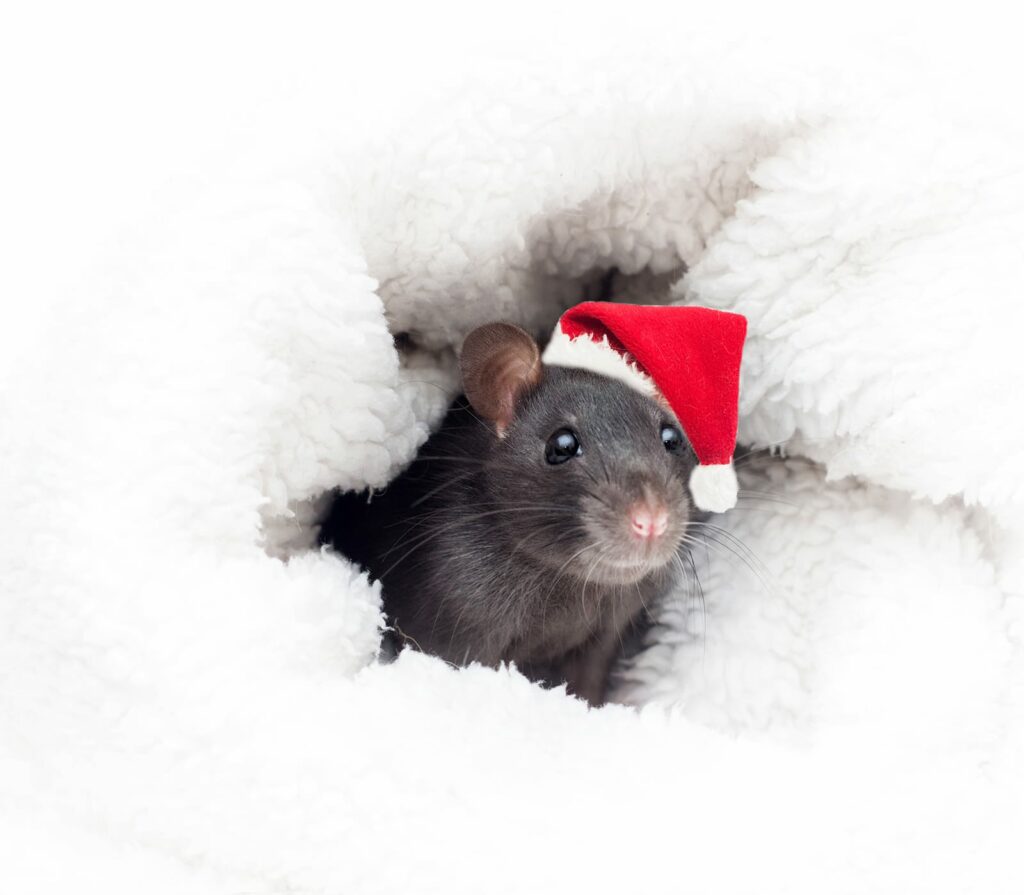 A mouse with a Santa hat in a white blanket. Part of winter pest control is making sure no critters are scurrying.