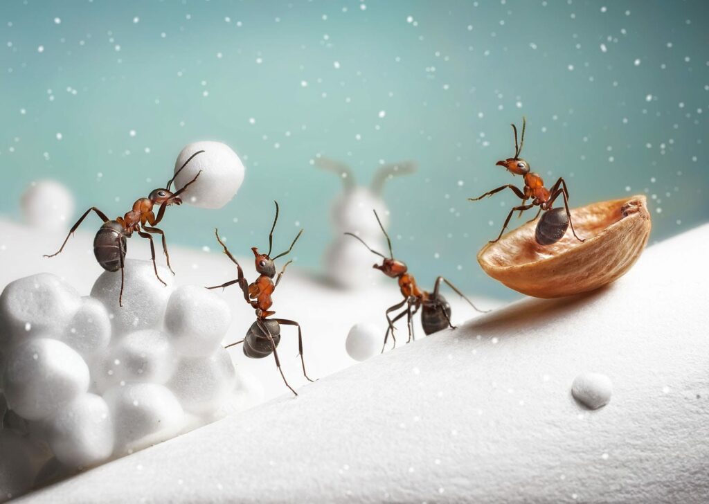 Ants throwing snowballs. Winter insects are very different from your average summer pests.