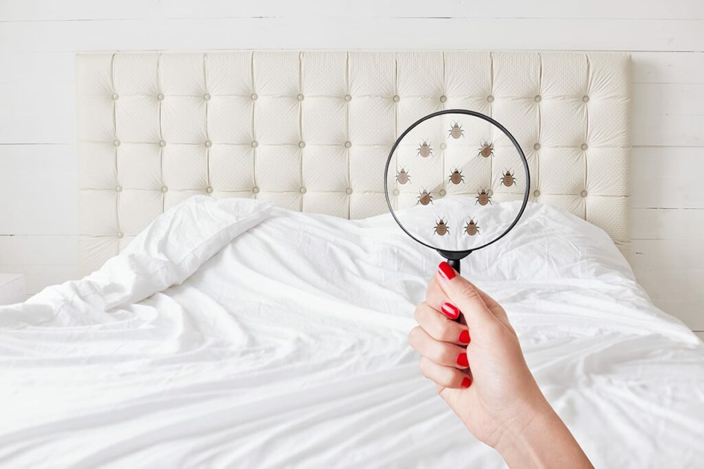 Bed bug pest control is hard to do on your own, as the creatures are of the smallest to see with the naked eye. A woman holds up a magnifying glass to her bed to reveal several bed bugs.