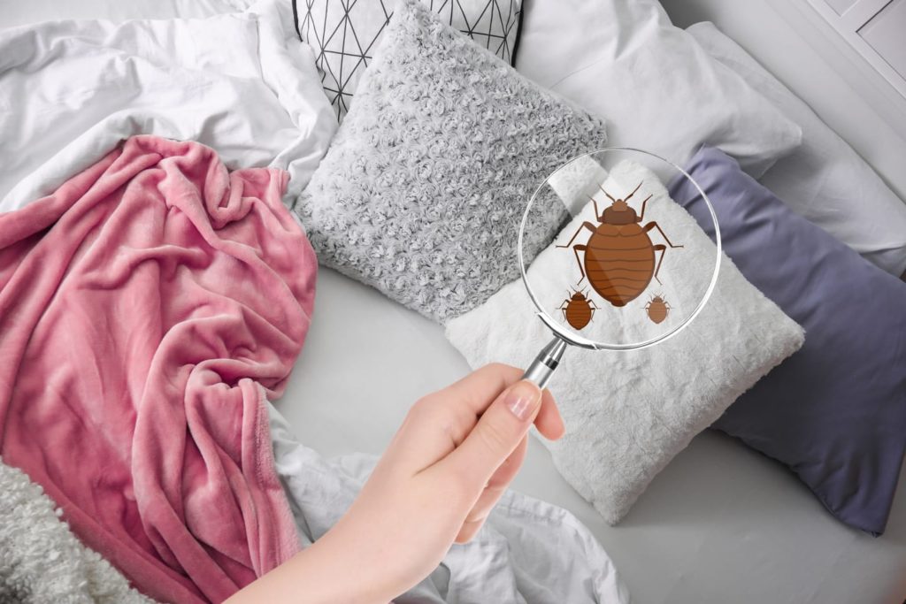 how long does it take for bed bugs to infest? A woman holds. amgnifying glass to her bed (with an image of a bedbug shown)