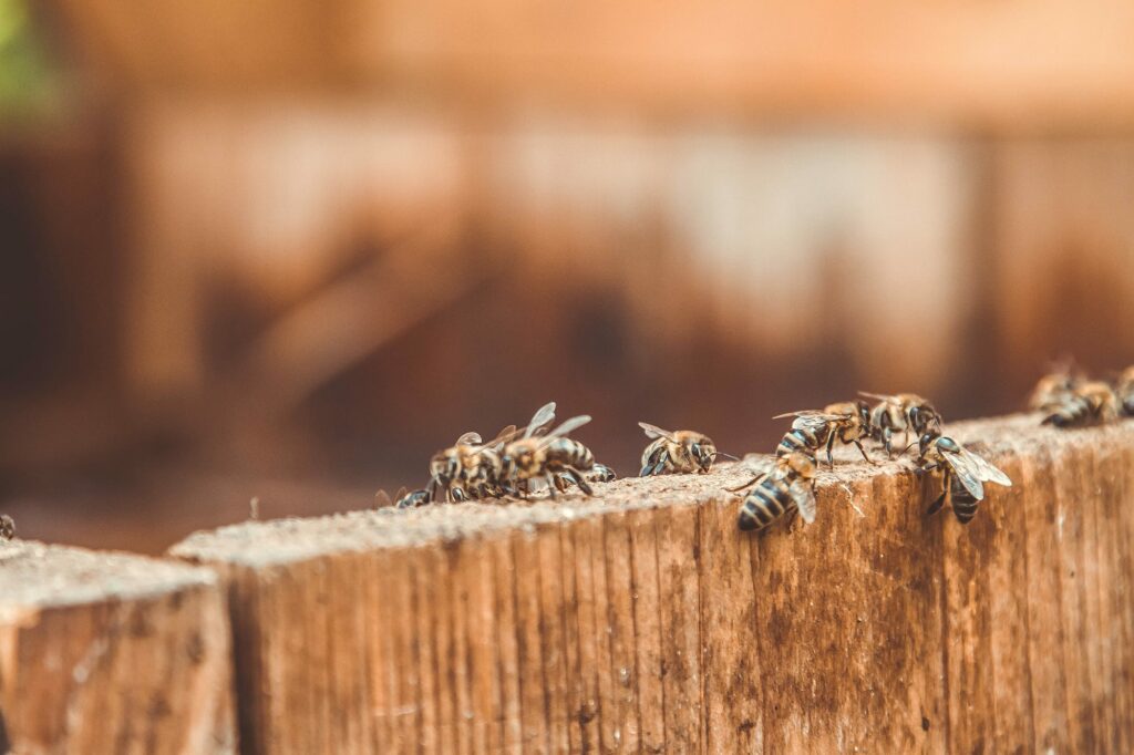 Learning how pests get inside is vital to controlling infestations. Bees gathering on a wood plank.