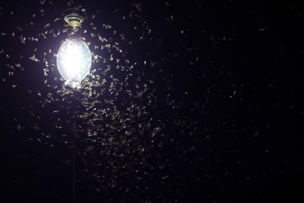 A group of insects attracted to light at night.
