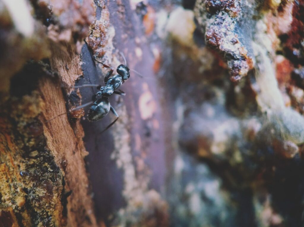 Carpenter ants on a tree may seek refuge in your home during warmer seasons with when seeking moisture.