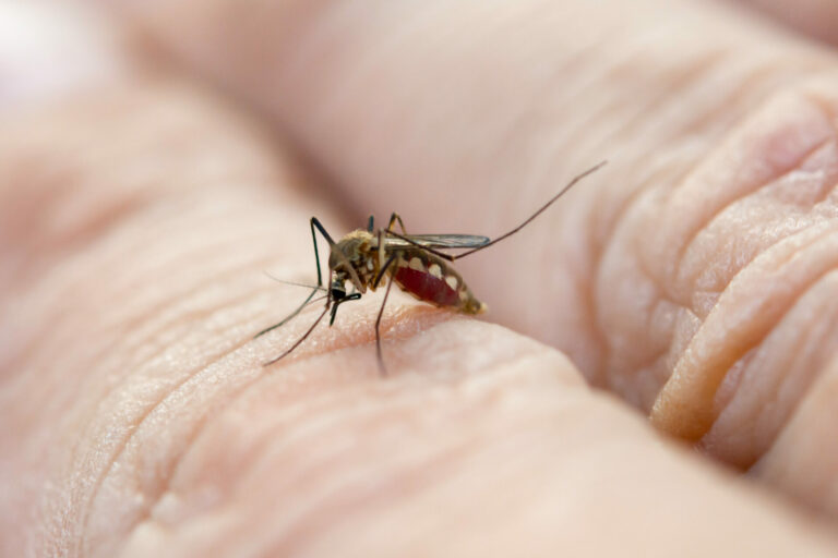 Close up of a mosquito on a hand.