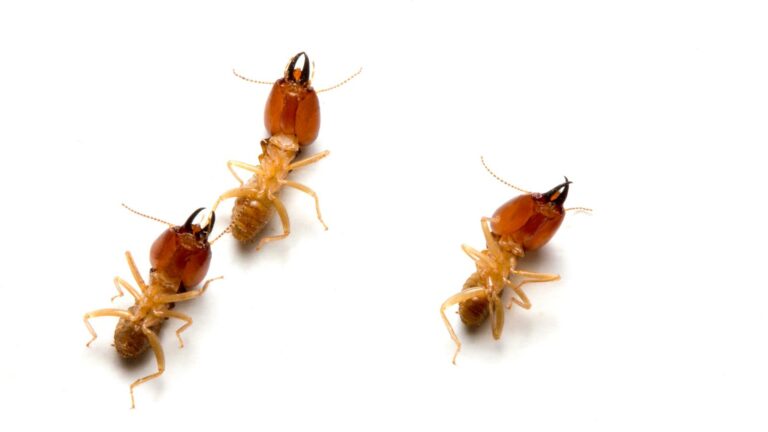 What Is the Best Termite Inspection and Treatment?