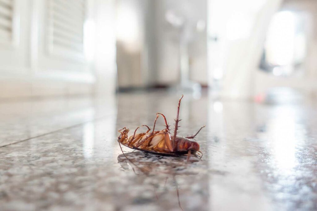 dead roach on a kitchen floor
