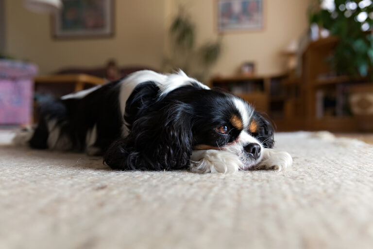 dog sleeping in a house with fleas living there