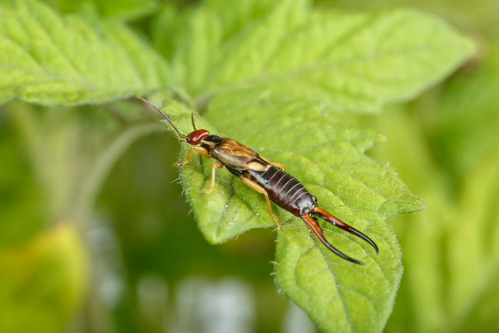 Whether you find an earwig in house or on a leaf (pictured), they are mostly harmless.