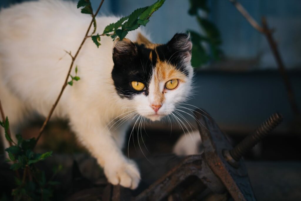 Outdoor cats, or feral cats, can cause more than just barking dogs.