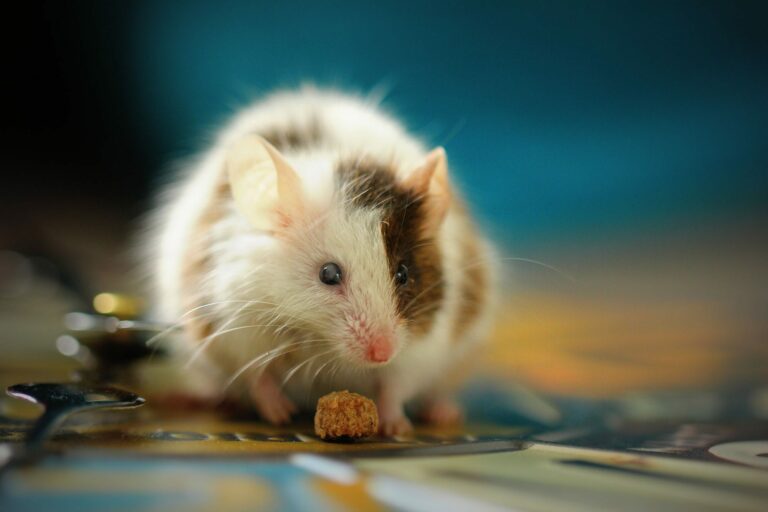 how to get rid of mice without harming pets