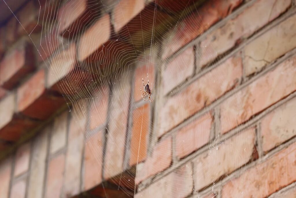 Michigan house spider crafts a web against a brick wall