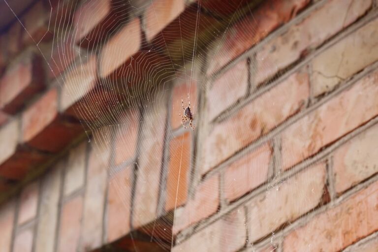 Michigan house spider crafts a web against a brick wall