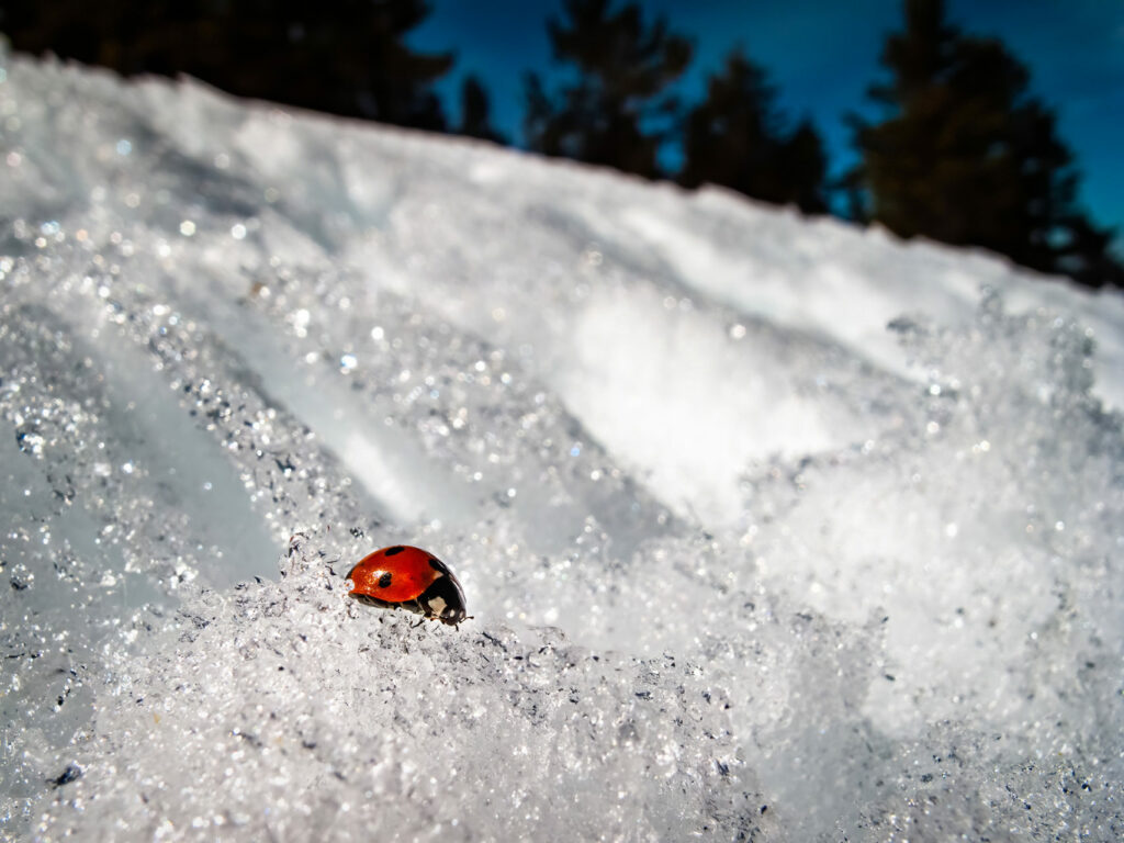 A ladybug in the snow. If heat attracts more pests, then why do you need pest control in winter?