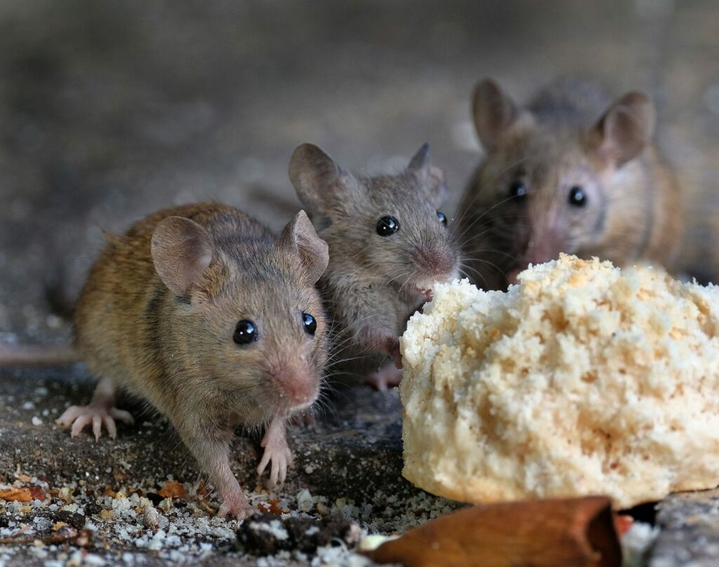 Indoor mouse problems are many, but time is of the essence. Three mice eating bread.