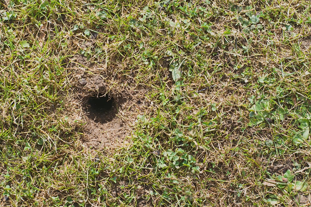 A mole hole in an untamed yard. Lawn. care and pest control often go hand in hand. A well-maintained yard will keep the right pests away.