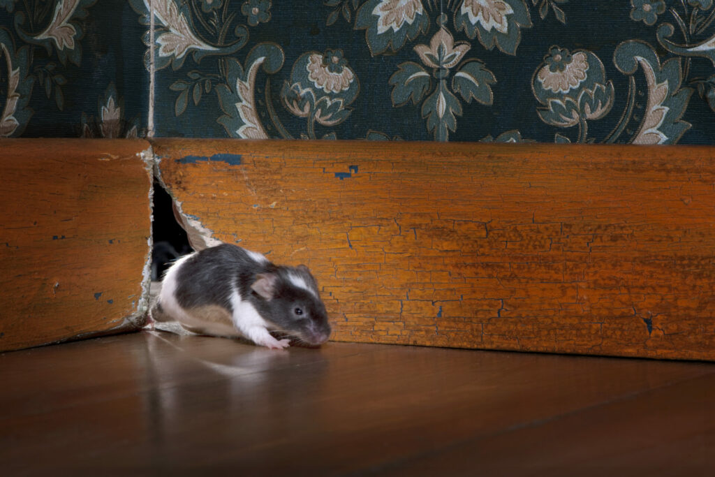 A white and grey mouse leaving a crack in a baseboard corner. Learn how to permanently eliminate mice in this article.