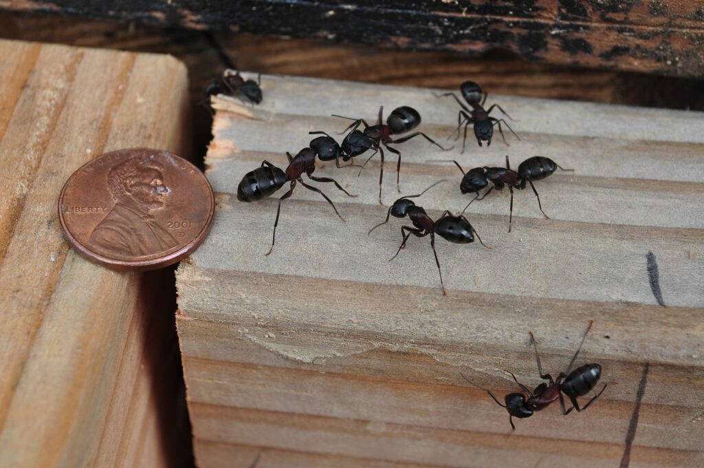 Do I have a carpenter ant problem? If you see one carpenter ant in your house (or on the floor next to a penny as in the photo), your problems are just starting.