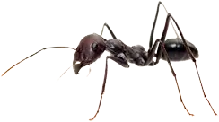 Odorous house ant