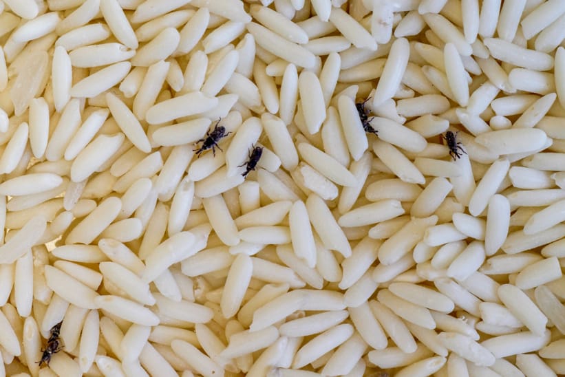 little black bugs in pantry rice