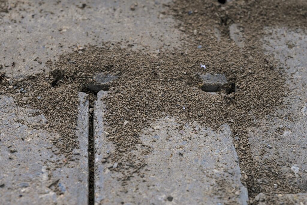 Mounds in a sidewalk created by pavement ants