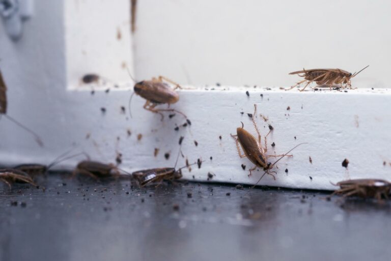 Routine Pest Control Inspections for Your Home