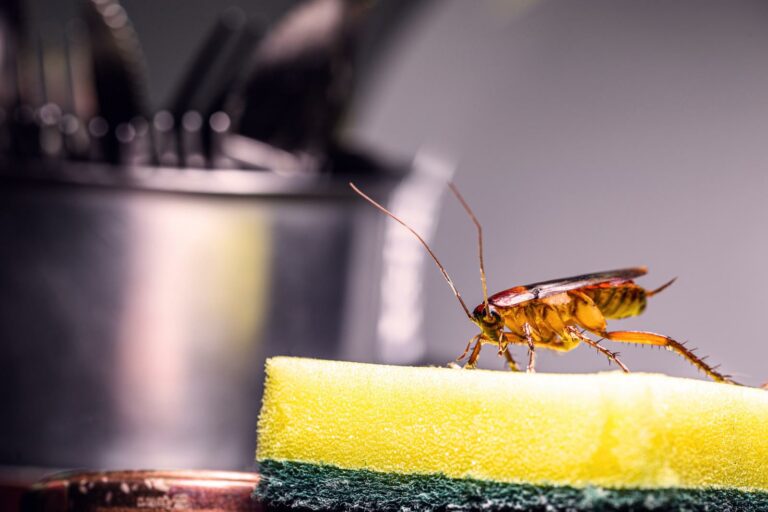 Effective Chemical Strategies for Pest Inspection & Treatment