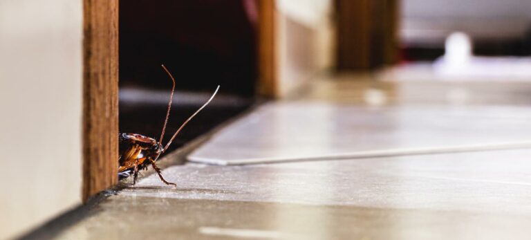 Maintaining a Pest-Free Home With Regular Inspections