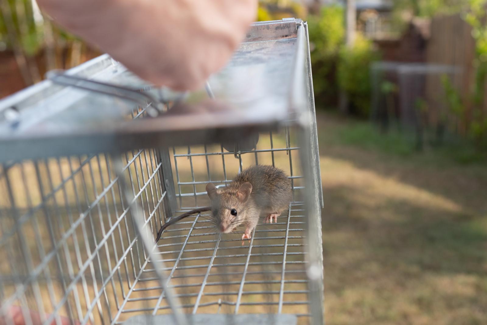 Six Essential Tips for Routine Pest Inspections at Home | Van Den Berge ...