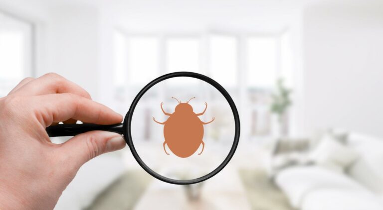 Prevention and Treatment Strategies for Bug Infestations