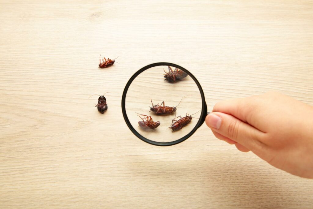 3 Best Methods for Inspecting Pest Invasions