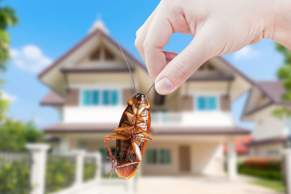 What Are the Best Strategies for Commercial Pest Control?