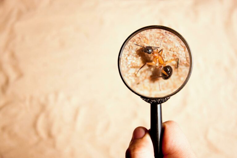 What Is the Best Solution for Ant Extermination?