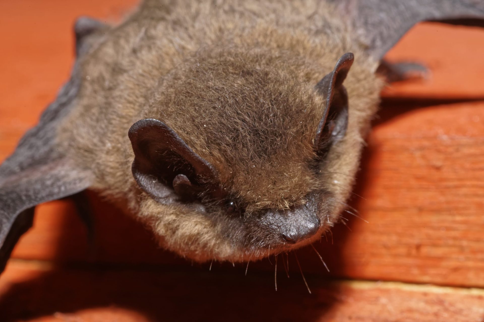 Despite their reputation, there are many benefits of bats. A pipistrelle bat.