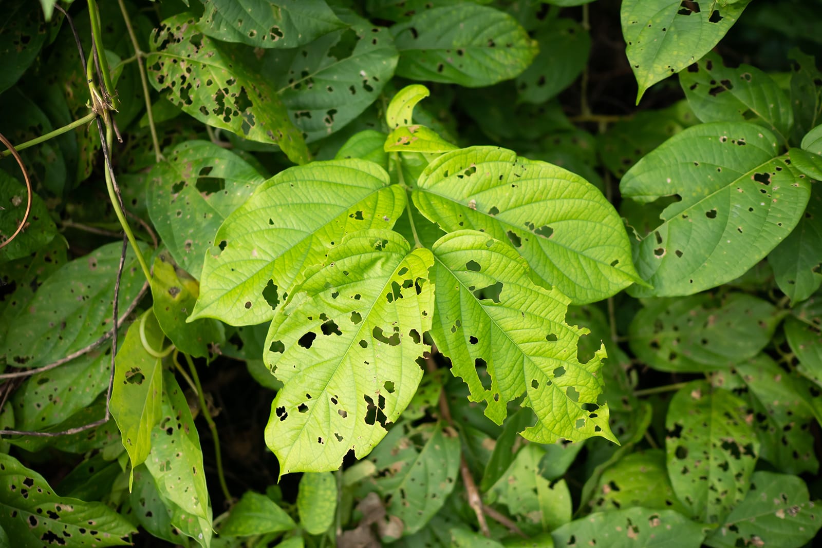 Bugs eating my plants! A leafs green plants with many holes where bugs have eaten the foliage.