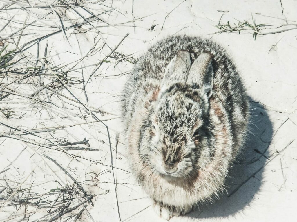 One of many rabbits in the winter environment.