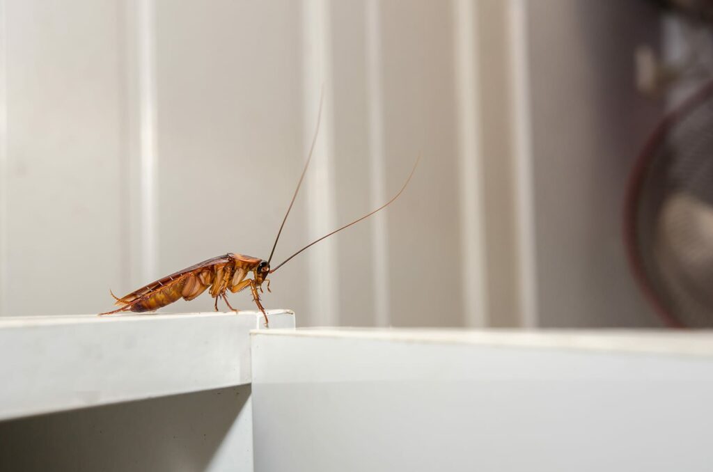 Cockroaches are one of history's longest living bugs. But what makes them so special? A cockroach on a door frame.