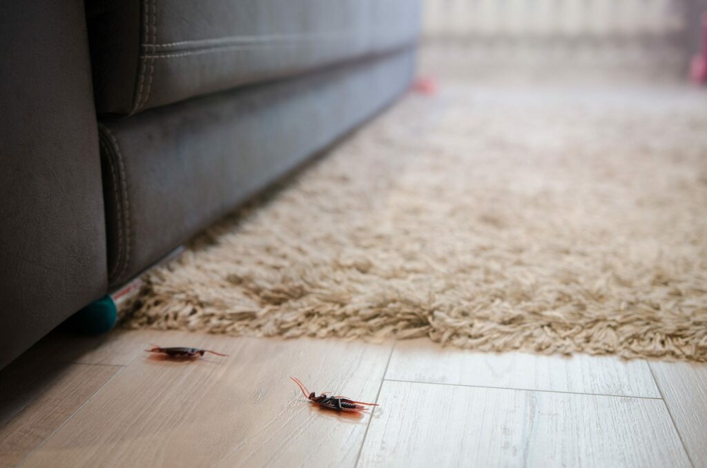 How do cockroaches get in your house? Many ways. Two dead roaches lay next to a living room carpet.