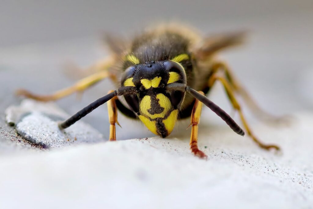 A sand wasp, closeup