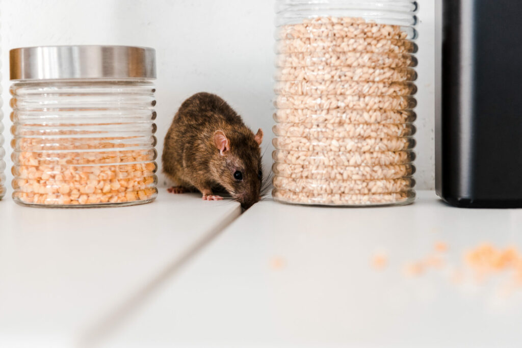 A picture of a brown mouse on a white countertop, in between two closed jars of peas.