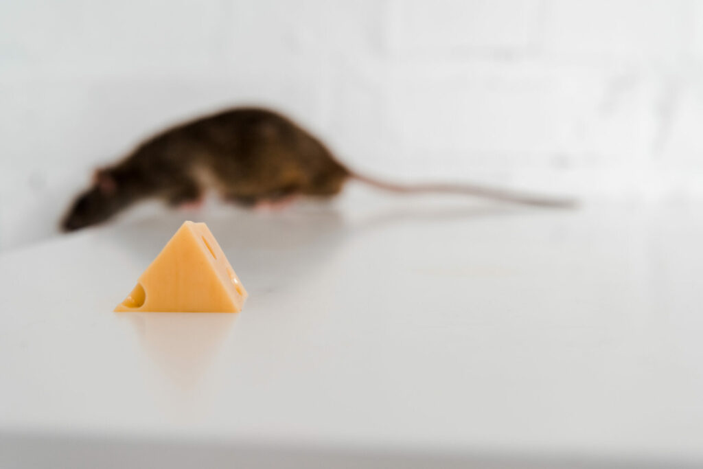 A small, triangle of cheese sits on a white counter. There is a rodent in the background, out of focus.