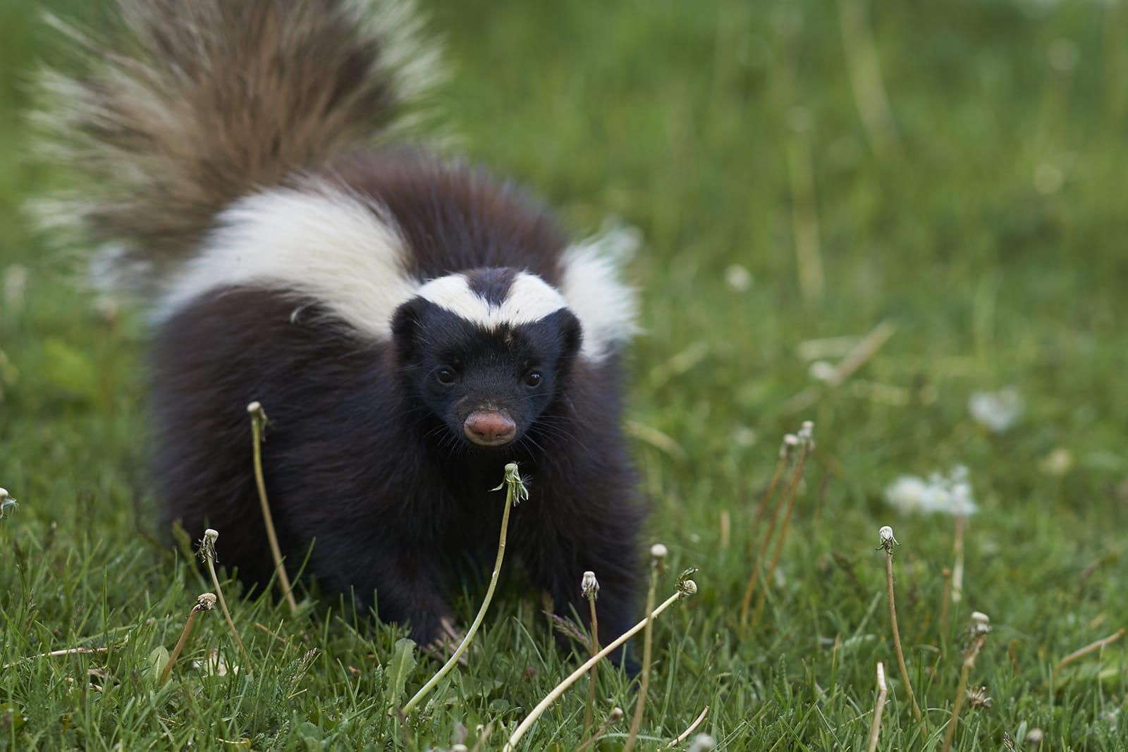 With two white streaks, skunks can be alarming. Learn how to deal with a skunk when you spot it in the open.