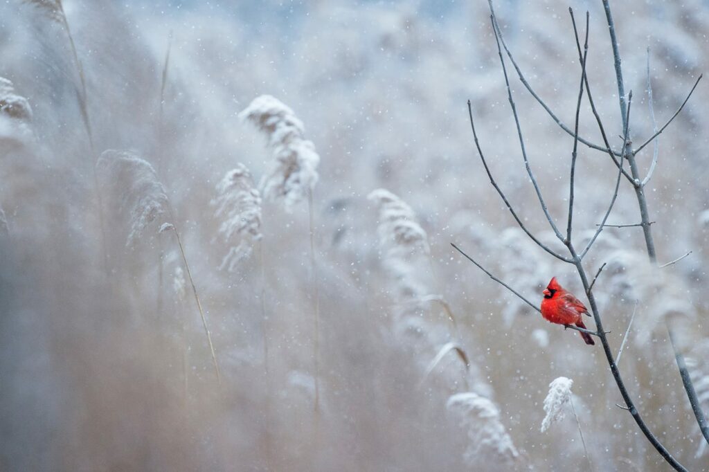 The northern cardinal is one of the few winter birds in Michigan not to migrate south.