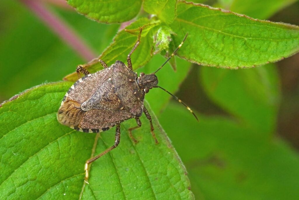 A stink bug on a leaf. How to get rid of a stink bug?